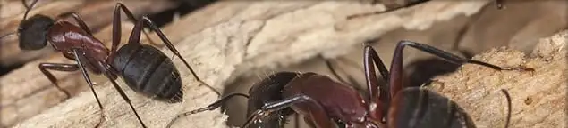 Close-up of ants on wood showing an active ant infestation in Lakeland, FL