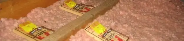 Mouse traps placed in an attic for rodent control in Lakeland, FL