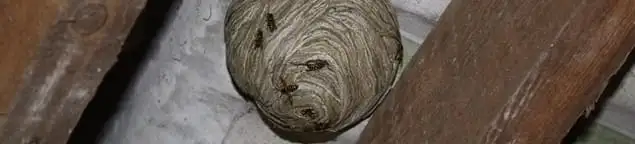 Wasp nest in an attic space, a common home infestation risk in Lakeland, FL