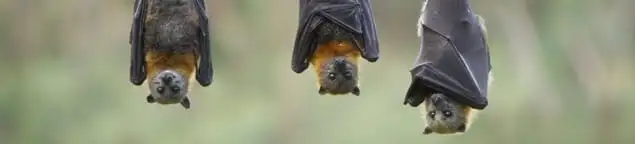 Bats roosting together, a common sign of a bat infestation in Lakeland, FL