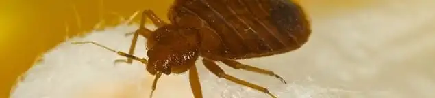 Close-up of a bed bug, a sign of an active infestation in Lakeland, FL