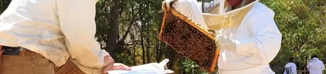 Bee removal specialists relocating a hive and honeycomb safely in Lakeland, FL