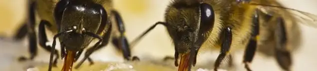 Close-up of honey bees, a sign of a nearby hive in Lakeland, FL