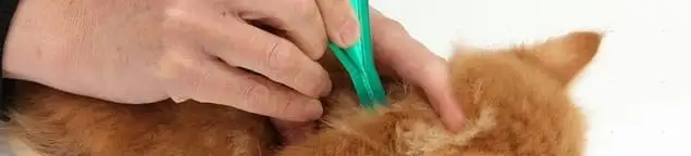 Flea treatment for pets using a flea comb, a sign of flea problems in Lakeland, FL