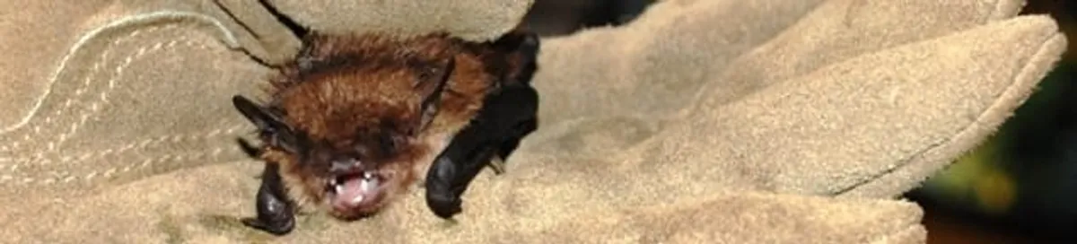 Bat removal specialist holding a bat safely during humane exclusion in Lakeland, FL