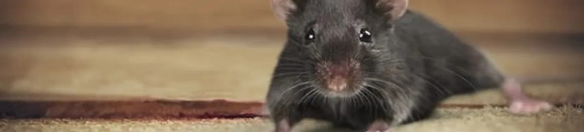 Mouse indoors, a common sign of a rodent infestation in Lakeland, FL