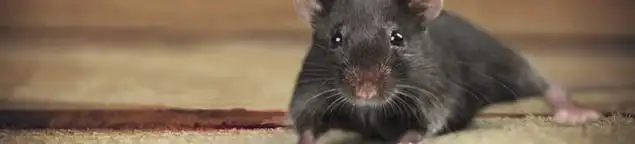 Mouse indoors, a common sign of a rodent infestation in Lakeland, FL