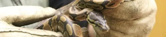 Snake removal specialist safely handling a snake with protective gloves in Lakeland, FL