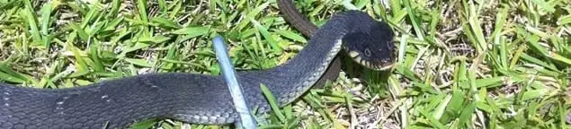 Snake in a yard, a common sign of a snake problem near a home in Lakeland, FL