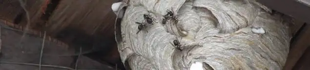 Close-up of a wasp nest with active wasps, a sign of an infestation in Lakeland, FL
